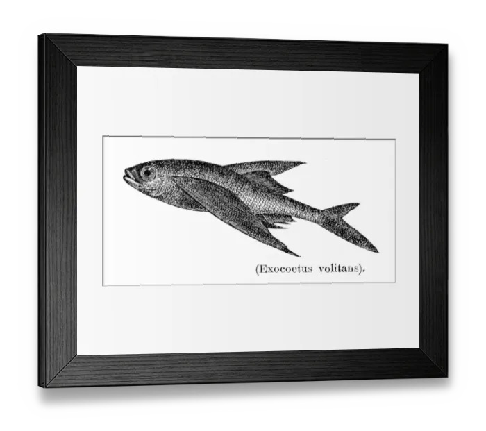 Framed Print : Flyingfish fish engraving 1897