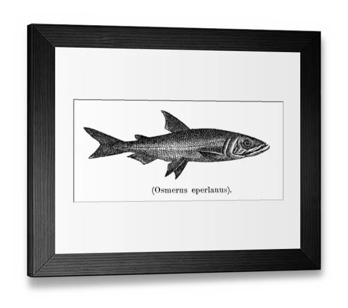 Framed Print : European smelt fish engraving 1897 Framed Print : European smelt fish engraving 1897