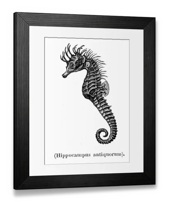 Framed Print : Seahorse engraving 1897