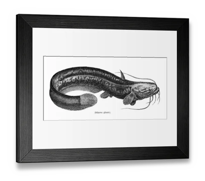 Framed Print : Wels catfish fish engraving 1897 Framed Print : Wels catfish fish engraving 1897
