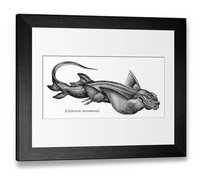 Framed Print : Rabbit fish engraving 1897