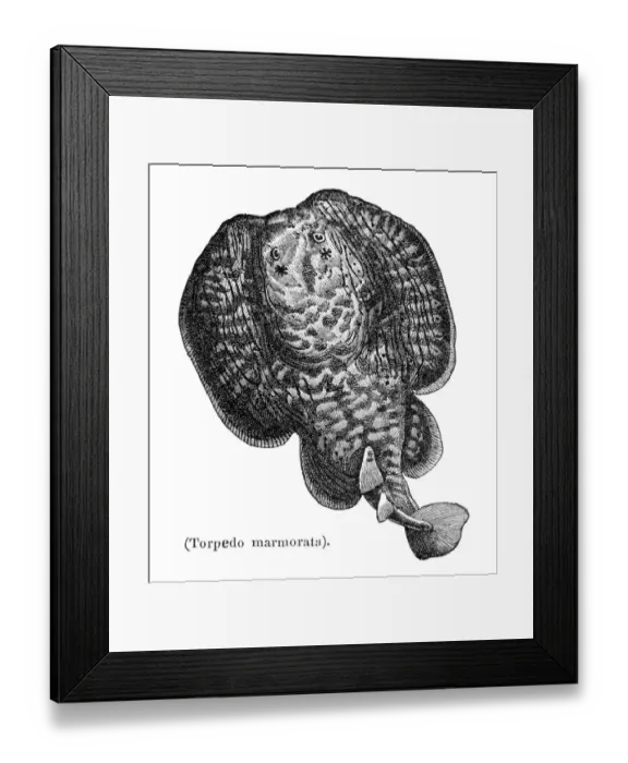 Framed Print : Marbled electric ray engraving 1897 Framed Print : Marbled electric ray engraving 1897