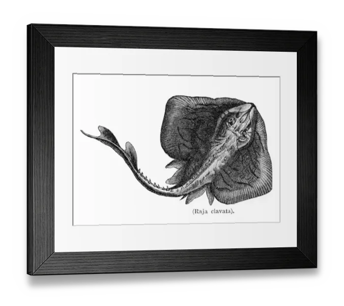 Framed Print : Ray fish engraving 1897