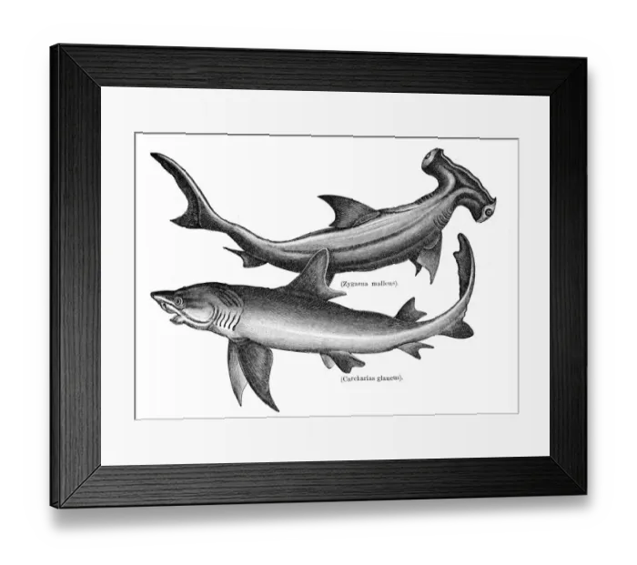 Framed Print : Hammerhead and sand tiger shark engraving 1897 Framed Print : Hammerhead and sand tiger shark engraving 1897