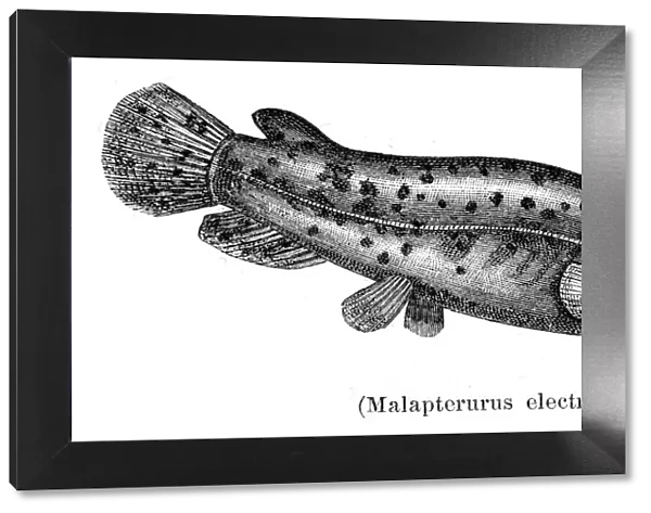 Electric catfish engraving 1897