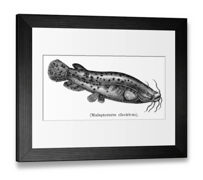 Framed Print : Electric catfish engraving 1897 Framed Print : Electric catfish engraving 1897
