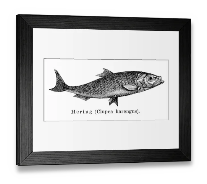 Framed Print : Herring fish engraving 1897 Framed Print : Herring fish engraving 1897