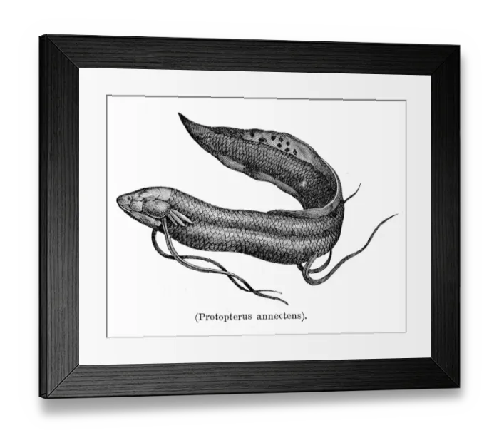 Framed Print : West African lungfish engraving 1897 Framed Print : West African lungfish engraving 1897