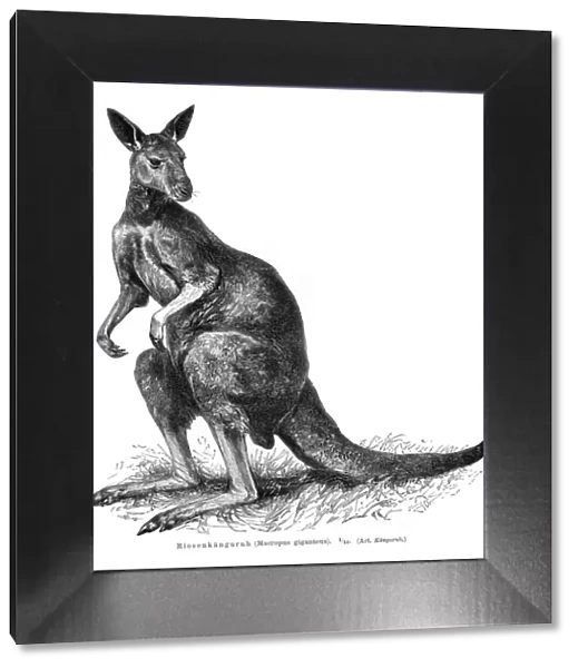 Grey Kangaroo engraving 1895