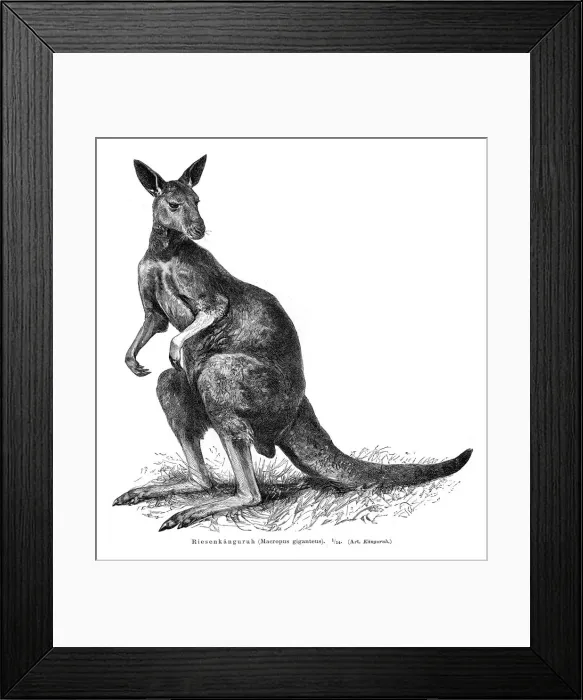 Framed Print : Grey Kangaroo engraving 1895 Framed Print : Grey Kangaroo engraving 1895