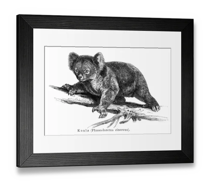 Framed Print : Koala engraving 1895 Framed Print : Koala engraving 1895