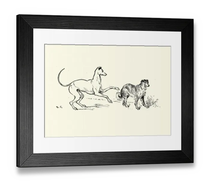 Framed Print : Two dogs, Greyhound and collie Framed Print : Two dogs, Greyhound and collie
