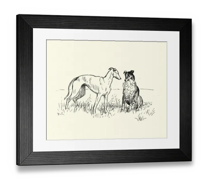 Framed Print : Two dogs, Greyhound and collie Framed Print : Two dogs, Greyhound and collie