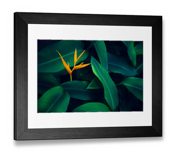 Framed Print : tropical leaves colorful flower on dark tropical foliage nature background dark green Framed Print : tropical leaves colorful flower on dark tropical foliage nature background dark green