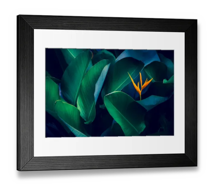 Framed Print : tropical leaves colorful flower on dark tropical foliage nature background dark green Framed Print : tropical leaves colorful flower on dark tropical foliage nature background dark green