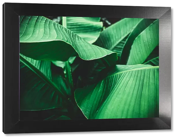 Banana leaves are green nature