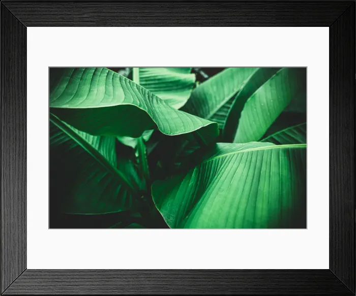 Framed Print : Banana leaves are green nature Framed Print : Banana leaves are green nature