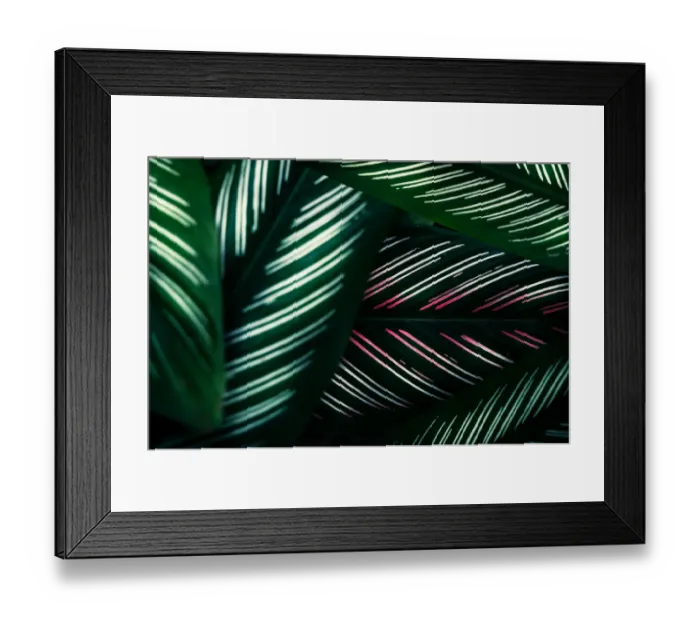 Framed Print : tropical leaves colorful flower on dark tropical foliage nature background dark green Framed Print : tropical leaves colorful flower on dark tropical foliage nature background dark green