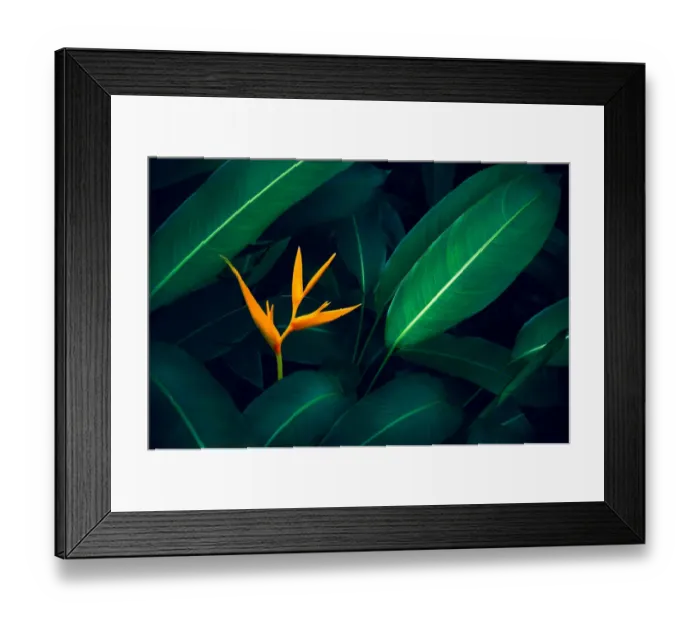 Framed Print : tropical leaves colorful flower on dark tropical foliage nature background dark green Framed Print : tropical leaves colorful flower on dark tropical foliage nature background dark green