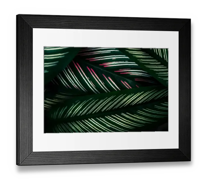 Framed Print : tropical leaves colorful flower on dark tropical foliage nature background dark green Framed Print : tropical leaves colorful flower on dark tropical foliage nature background dark green