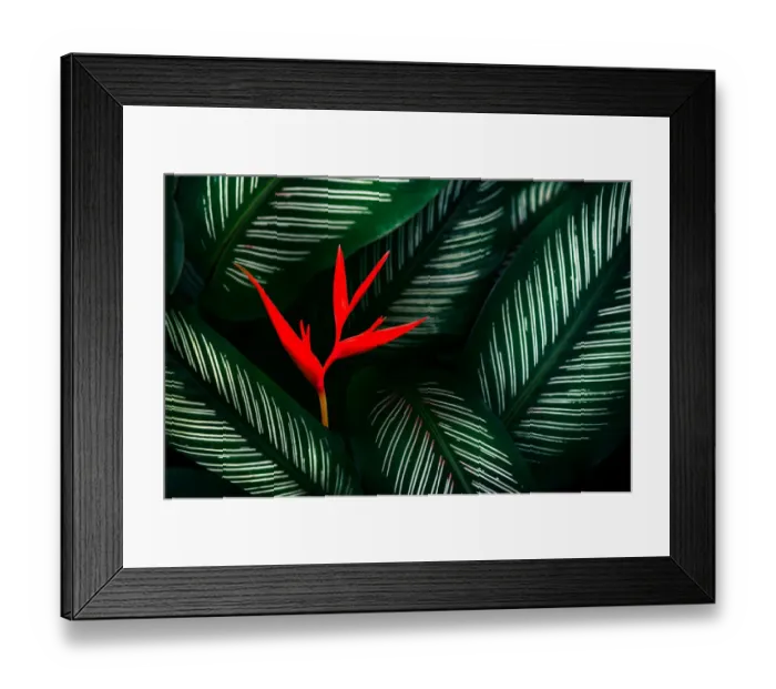 Framed Print : tropical leaves colorful flower on dark tropical foliage nature background dark green Framed Print : tropical leaves colorful flower on dark tropical foliage nature background dark green