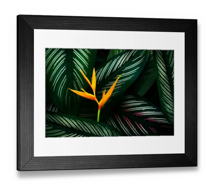 Framed Print : tropical leaves colorful flower on dark tropical foliage nature background dark green Framed Print : tropical leaves colorful flower on dark tropical foliage nature background dark green