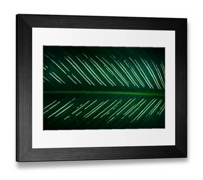 Framed Print : tropical leaves colorful flower on dark tropical foliage nature background dark green Framed Print : tropical leaves colorful flower on dark tropical foliage nature background dark green