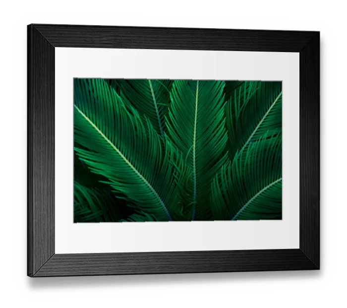 Framed Print : tropical leaves flower on dark tropical foliage nature background dark green foliage Framed Print : tropical leaves flower on dark tropical foliage nature background dark green foliage