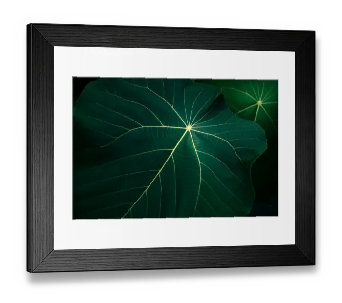 Framed Print : tropical leaves flower on dark tropical foliage nature background dark green foliage Framed Print : tropical leaves flower on dark tropical foliage nature background dark green foliage