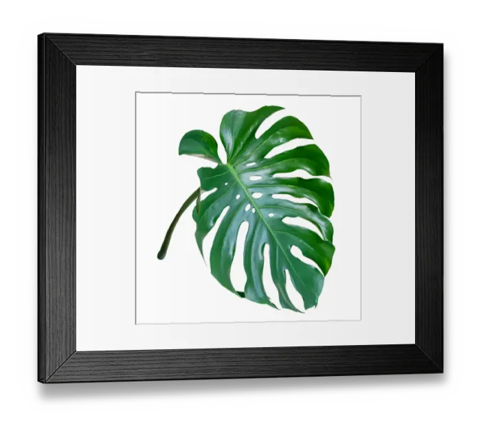 Framed Print : Monstera leaves leaves with Isolate on white background Leaves on white Framed Print : Monstera leaves leaves with Isolate on white background Leaves on white