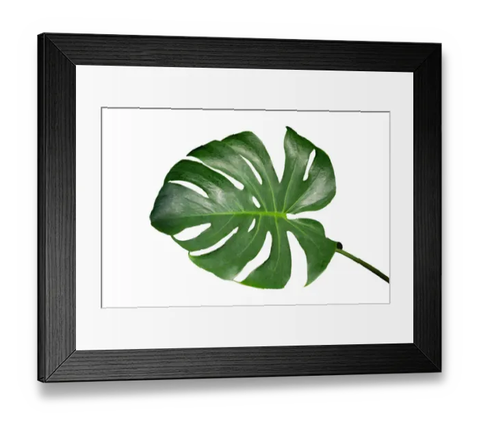 Framed Print : Monstera leaves leaves with Isolate on white background Leaves on white Framed Print : Monstera leaves leaves with Isolate on white background Leaves on white