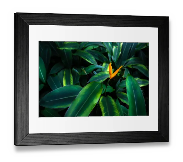 Framed Print : tropical leaves colorful flower on dark tropical foliage nature background dark green Framed Print : tropical leaves colorful flower on dark tropical foliage nature background dark green
