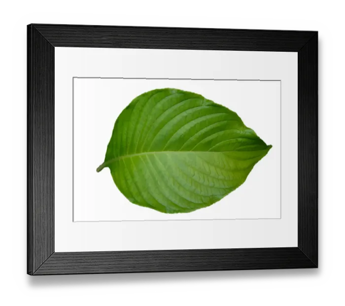 Framed Print : Green leaves set on white isolated background Framed Print : Green leaves set on white isolated background