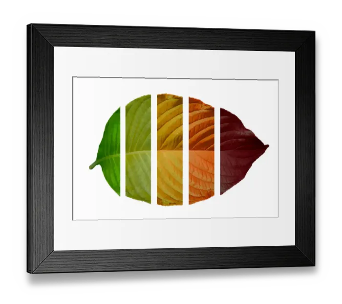 Framed Print : The leaves are cut into slices and gradually changing color from green to red Framed Print : The leaves are cut into slices and gradually changing color from green to red