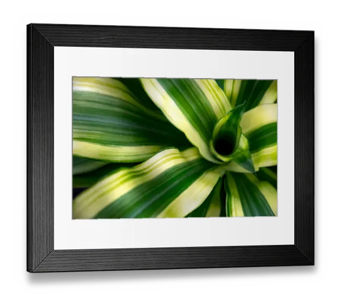 Framed Print : tropical leaves colorful flower on dark tropical foliage nature background dark green