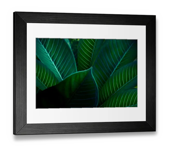 Framed Print : tropical leaves colorful flower on dark tropical foliage nature background dark green Framed Print : tropical leaves colorful flower on dark tropical foliage nature background dark green