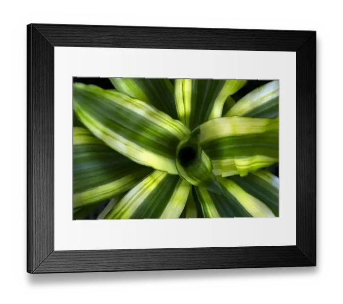 Framed Print : tropical leaves colorful flower on dark tropical foliage nature background dark green Framed Print : tropical leaves colorful flower on dark tropical foliage nature background dark green