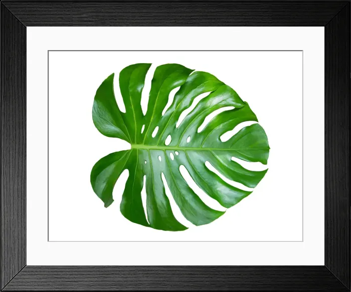 Framed Print : Monstera leaves leaves with Isolate on white background Leaves on white Framed Print : Monstera leaves leaves with Isolate on white background Leaves on white