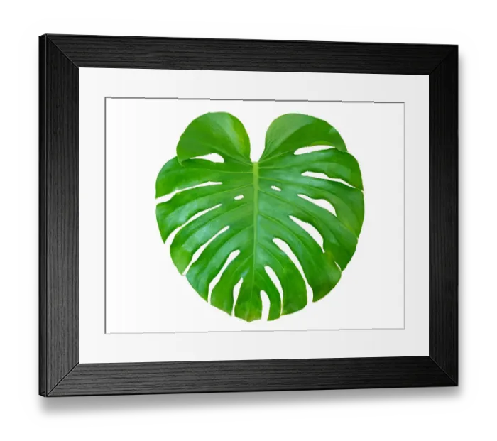 Framed Print : Monstera leaves leaves with Isolate on white background Leaves on white Framed Print : Monstera leaves leaves with Isolate on white background Leaves on white