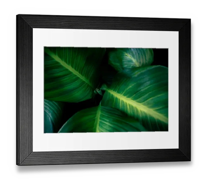 Framed Print : tropical leaves colorful flower on dark tropical foliage nature background dark green Framed Print : tropical leaves colorful flower on dark tropical foliage nature background dark green
