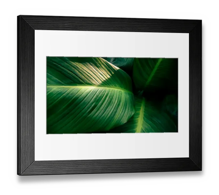Framed Print : tropical leaves colorful flower on dark tropical foliage nature background dark green Framed Print : tropical leaves colorful flower on dark tropical foliage nature background dark green