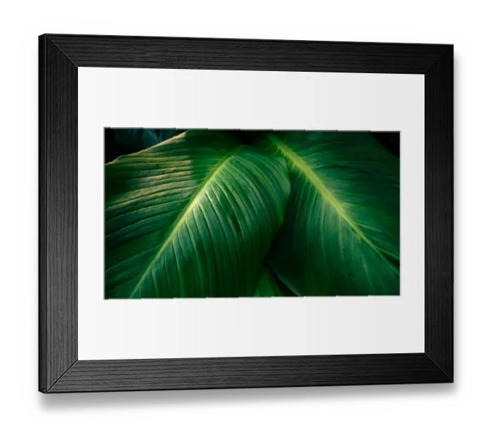 Framed Print : tropical leaves colorful flower on dark tropical foliage nature background dark green Framed Print : tropical leaves colorful flower on dark tropical foliage nature background dark green