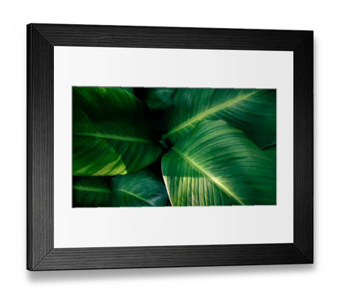Framed Print : tropical leaves colorful flower on dark tropical foliage nature background dark green Framed Print : tropical leaves colorful flower on dark tropical foliage nature background dark green