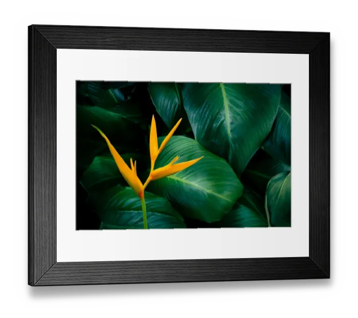 Framed Print : tropical leaves colorful flower on dark tropical foliage nature background dark green Framed Print : tropical leaves colorful flower on dark tropical foliage nature background dark green