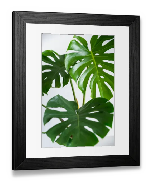 Framed Print : Monstera leaves leaves with Isolate on white background Leaves on white Framed Print : Monstera leaves leaves with Isolate on white background Leaves on white