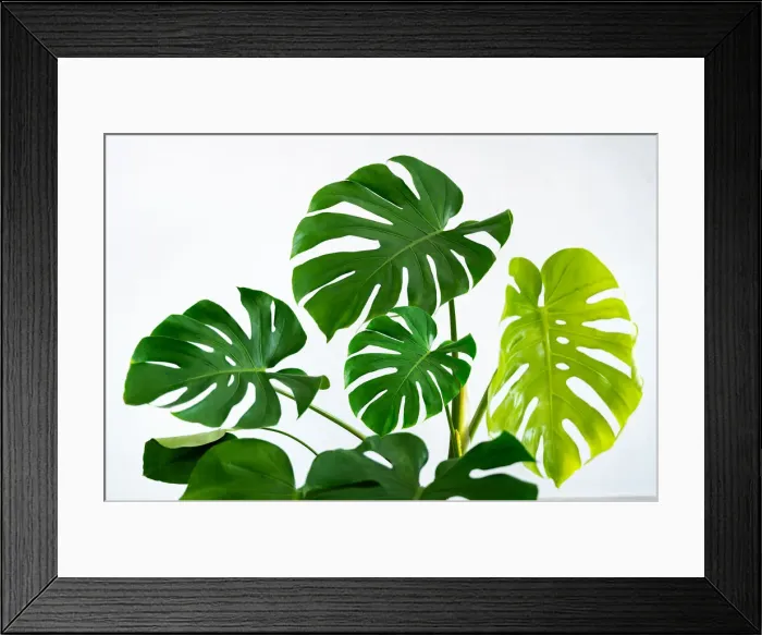 Framed Print : Monstera leaves leaves with Isolate on white background Leaves on white Framed Print : Monstera leaves leaves with Isolate on white background Leaves on white
