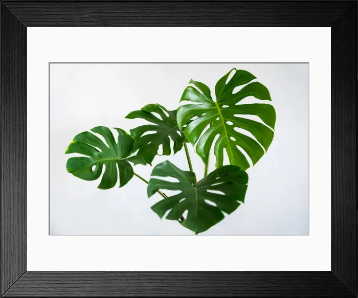 Framed Print : Monstera leaves leaves with Isolate on white background Leaves on white Framed Print : Monstera leaves leaves with Isolate on white background Leaves on white