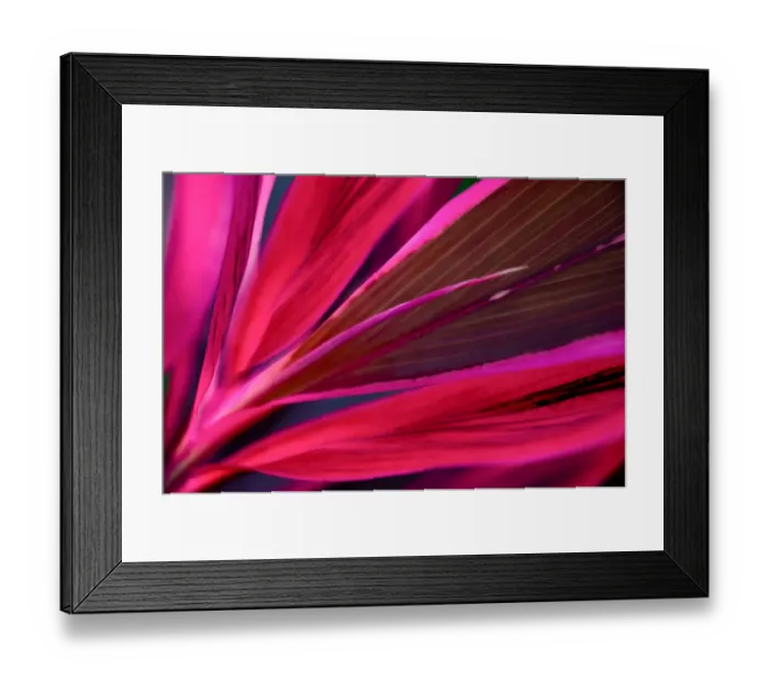Framed Print : tropical leaves colorful flower on dark tropical foliage nature background dark green Framed Print : tropical leaves colorful flower on dark tropical foliage nature background dark green