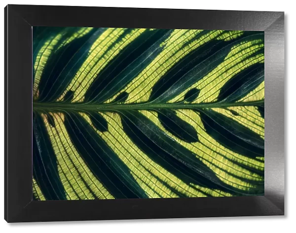 Calathea makoyana Leaves pattern background with dark green color