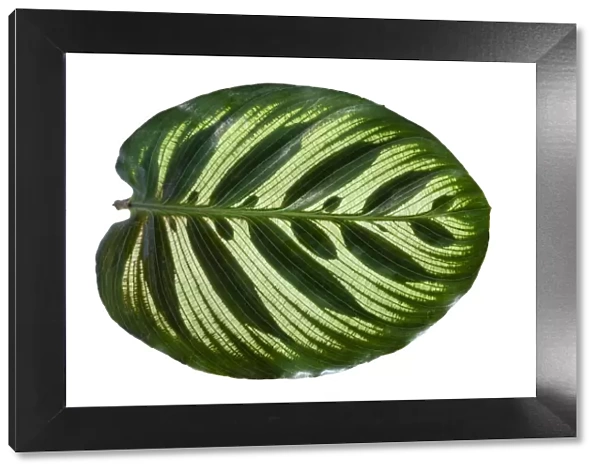 Prayer Plant Leaf on a white background isolated